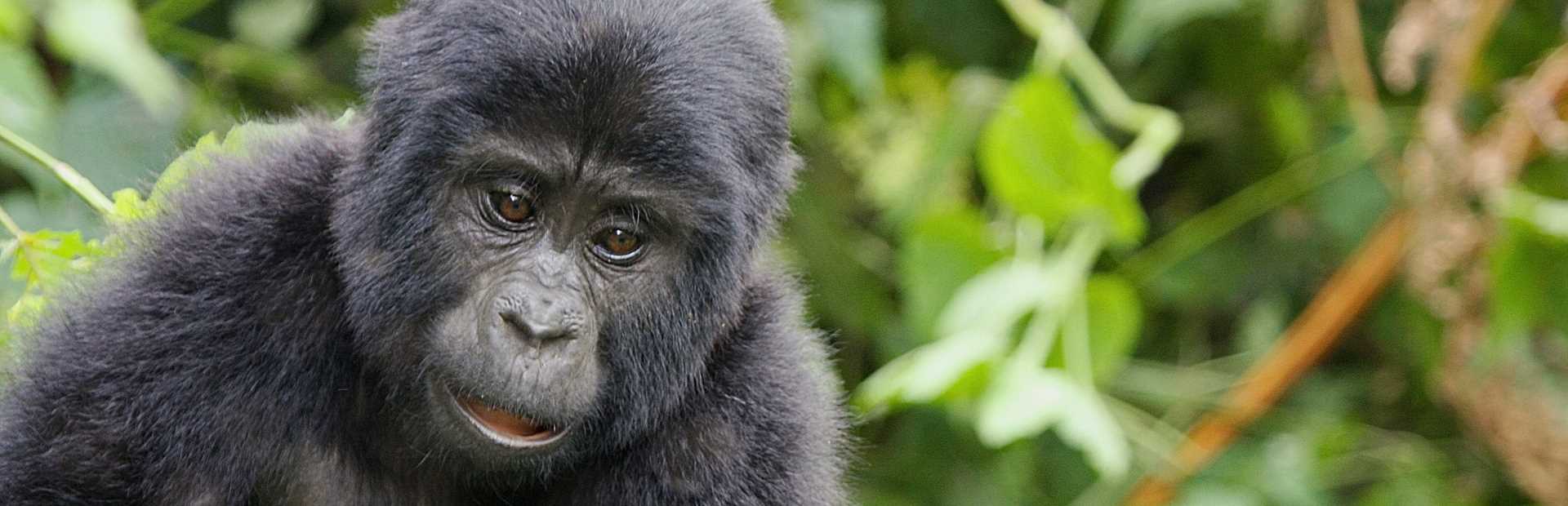 Uganda - Gorilla Safari
